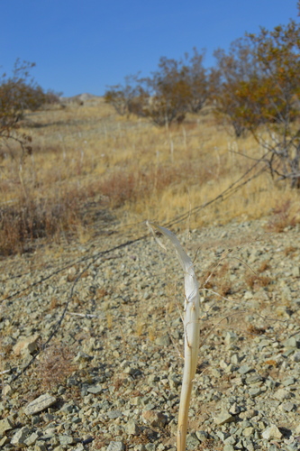 Desert Candle foliage