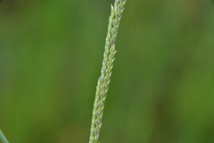 Setaria geminata