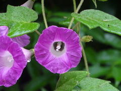Ipomoea peteri