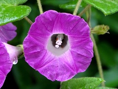 Ipomoea peteri