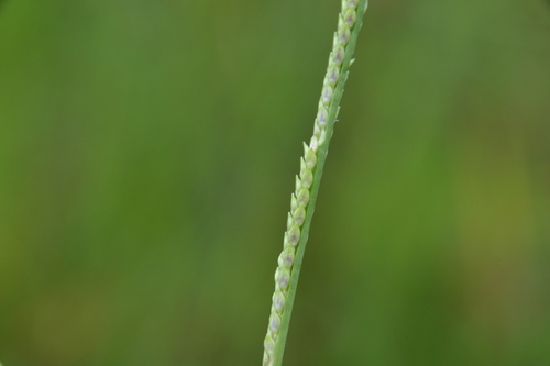 Image of Setaria geminata by (c) Dan Johnson, some rights reserved (CC BY)
