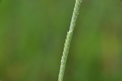 Setaria geminata