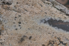 Hyphodontia arguta