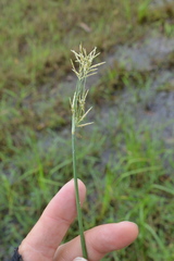 Cyperus articulatus