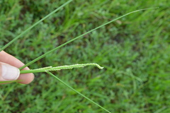 Setaria geminata