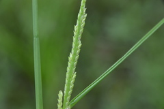 Setaria geminata