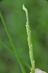 Setaria geminata