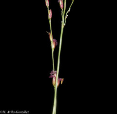 Zuloagaea bulbosa