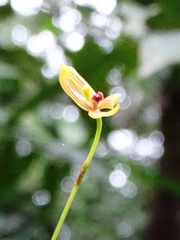 Maxillaria lineolata