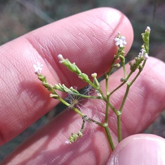 Valeriana urticifolia