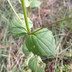 Valeriana urticifolia