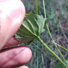 Valeriana urticifolia