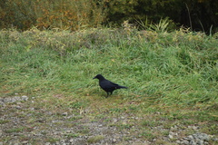 Corvus corone