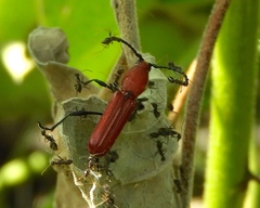 Assycuera rubella