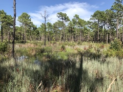 Andropogon cretaceus