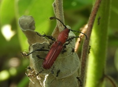 Assycuera rubella