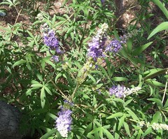 Vitex agnus-castus