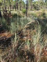 Andropogon cretaceus