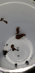 Ambigolimax