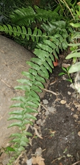 Ambigolimax