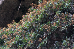 Hydrangea seemannii