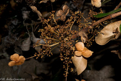 Hydrangea seemannii
