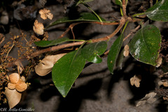 Hydrangea seemannii