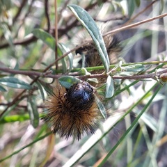 Arctiinae