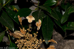 Hydrangea seemannii
