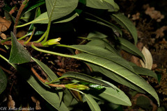 Hydrangea seemannii