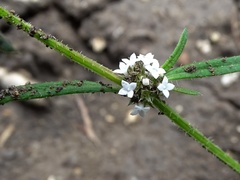 Spermacoce tetraquetra