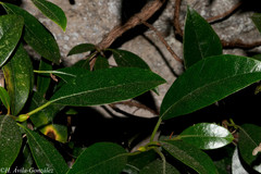 Hydrangea seemannii