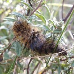 Arctiinae