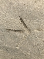 Egretta novaehollandiae