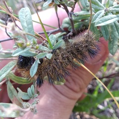 Arctiinae