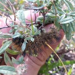 Arctiinae