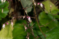 Heuchera mexicana mexicana