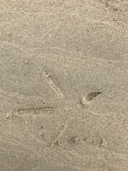 Egretta novaehollandiae