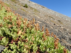 Penstemon davidsonii davidsonii