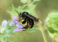 Paratetrapedia moesta