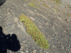 Penstemon davidsonii davidsonii