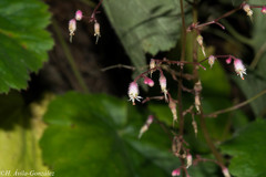 Heuchera mexicana mexicana