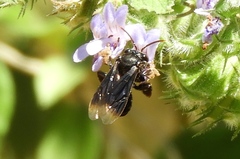 Paratetrapedia moesta