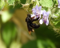 Paratetrapedia moesta