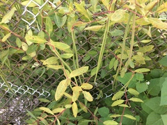 Apocynum cannabinum