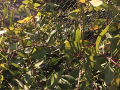 Apocynum cannabinum
