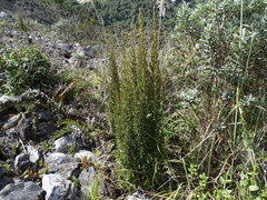 Miconia salicifolia
