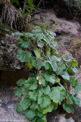 Heuchera mexicana mexicana