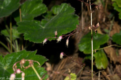 Heuchera mexicana mexicana