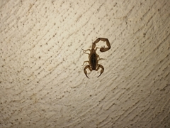 Centruroides tecomanus